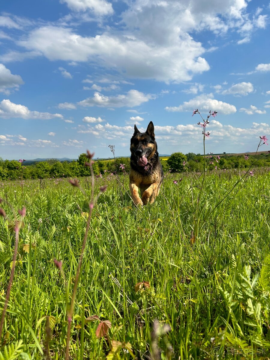 Nemecký Ovčiak 7,5 r. – len do Domu so Záhradou - 2