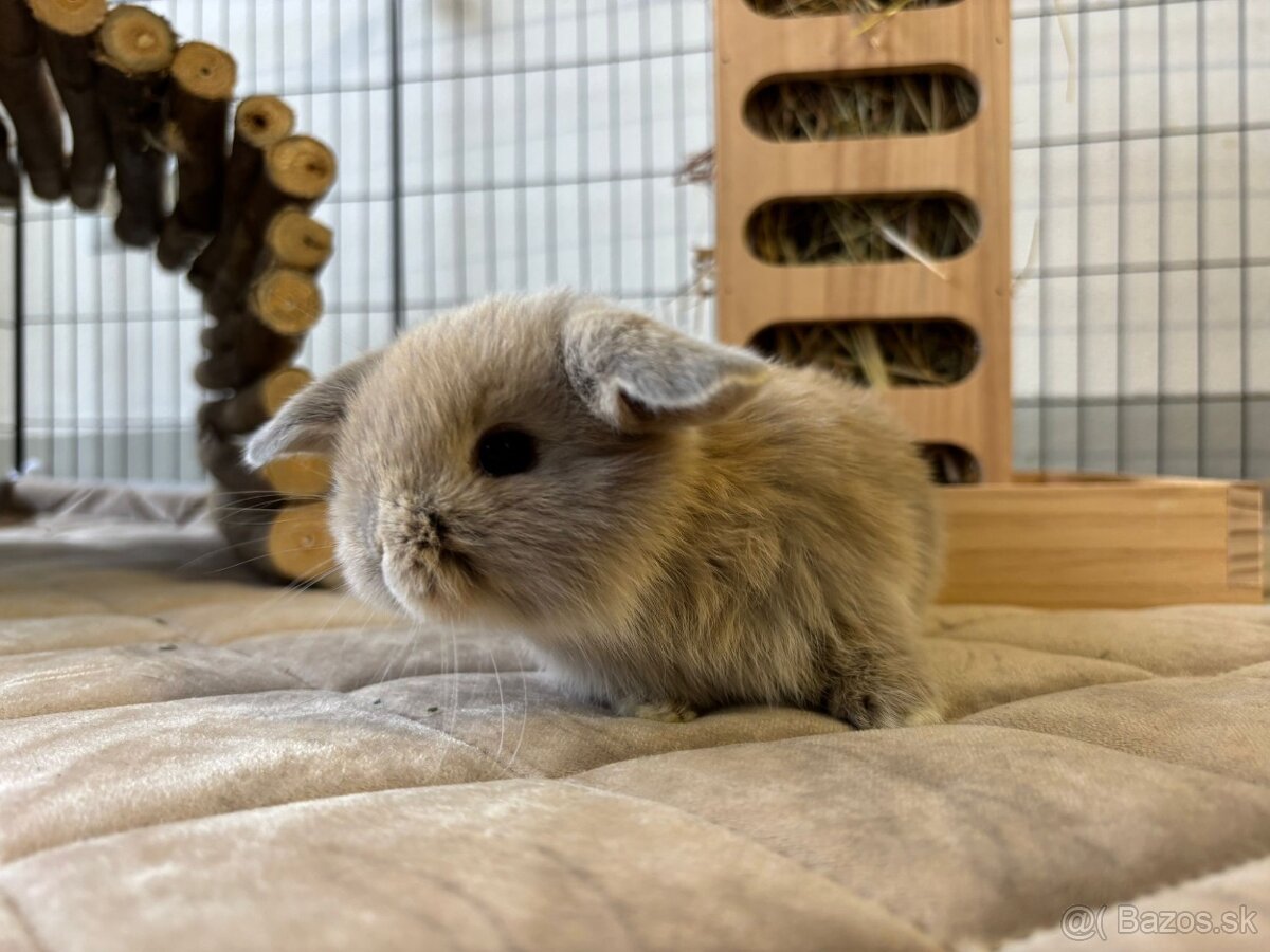 Ponúkame na predaj minilop zajačikov, králičkov, zajacov - 2
