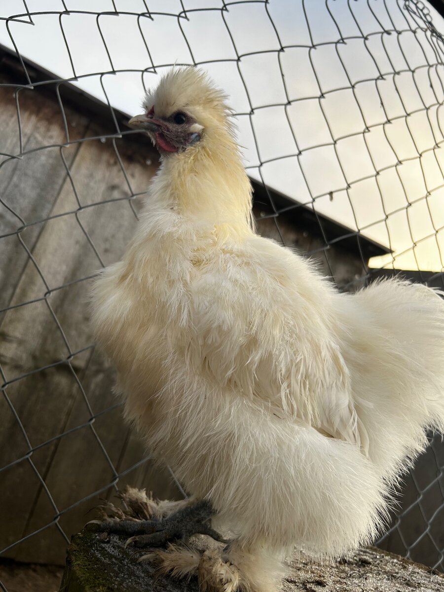 Hodvabničky (kohút) - Silkie - 2