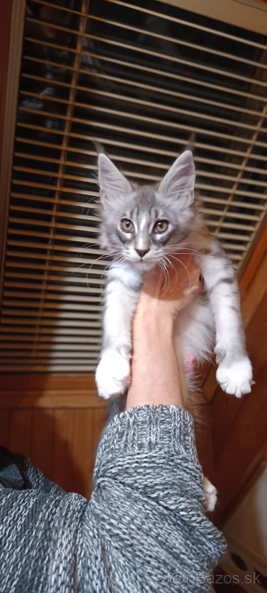 Mainská mývalia s PP - 2