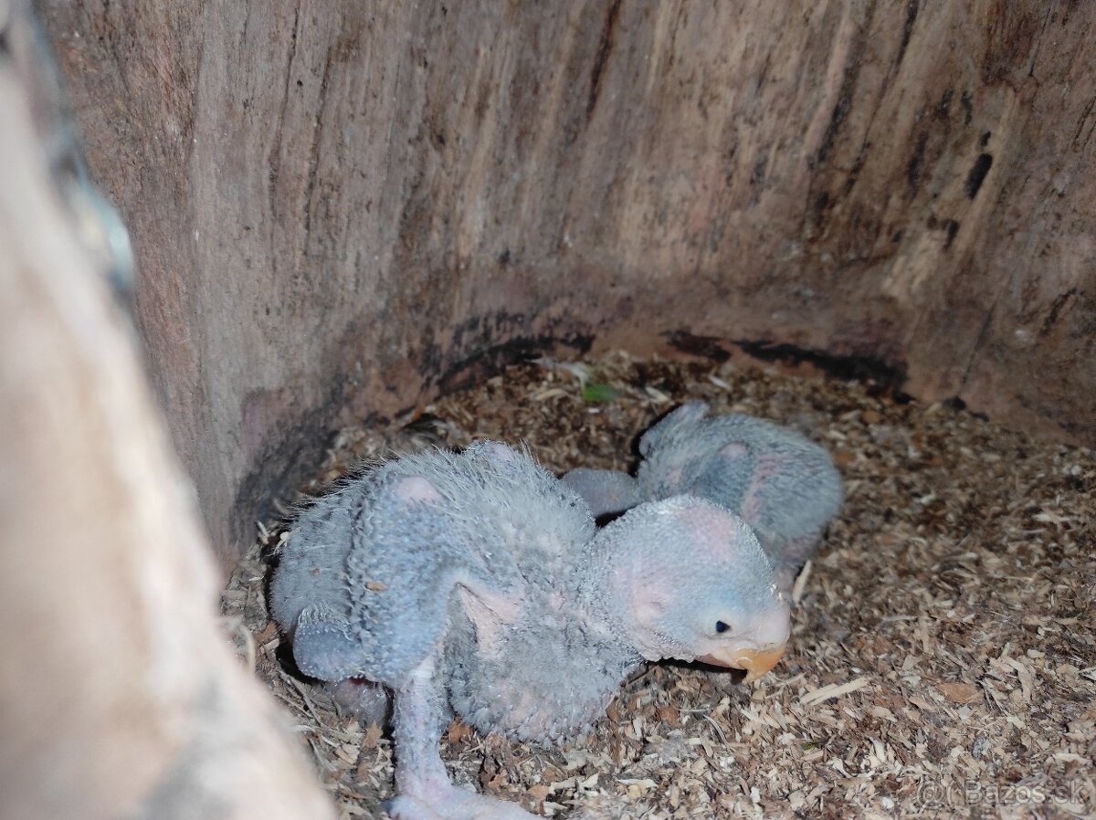 Alexander čínsky - 2