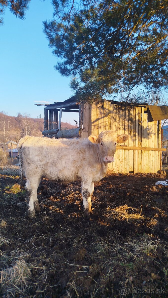 9 mesačná jalovica - 2