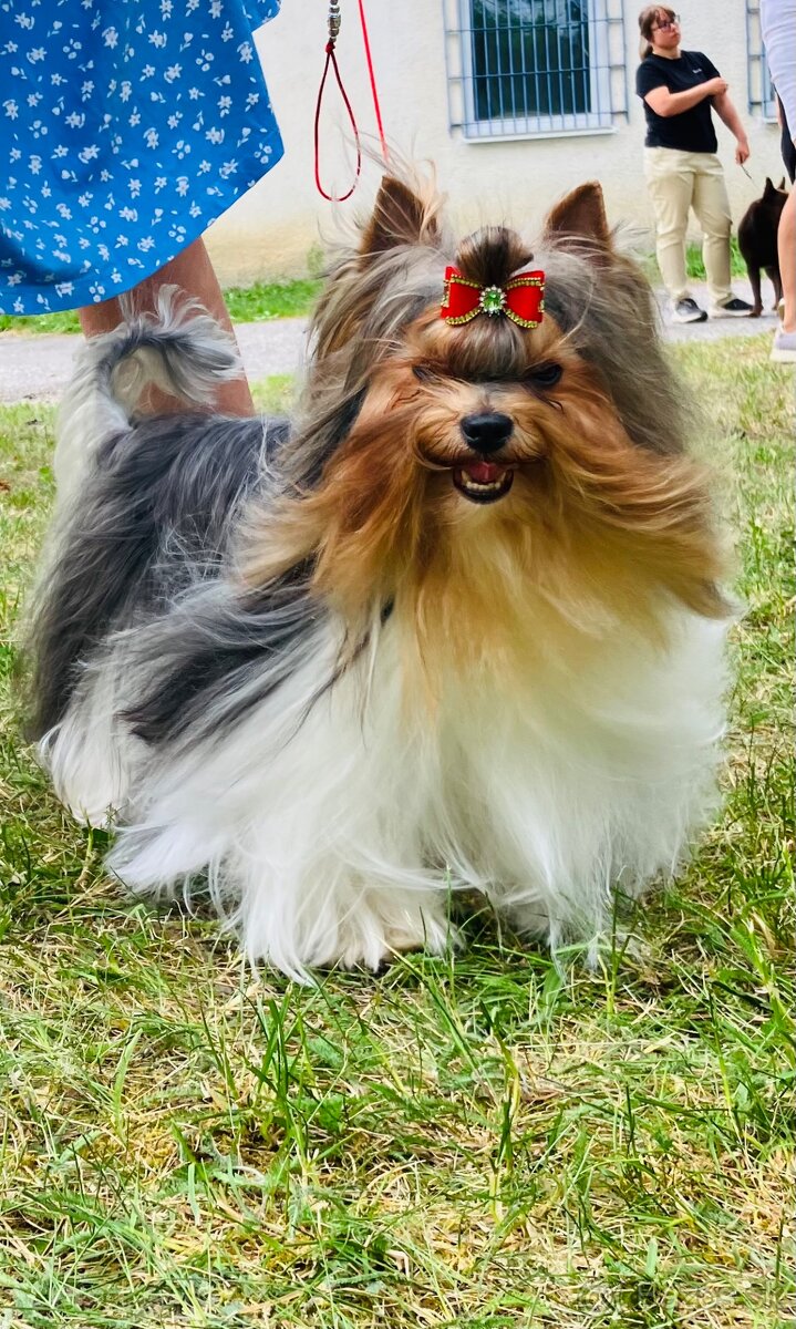 Biewer terrier s PP - 2