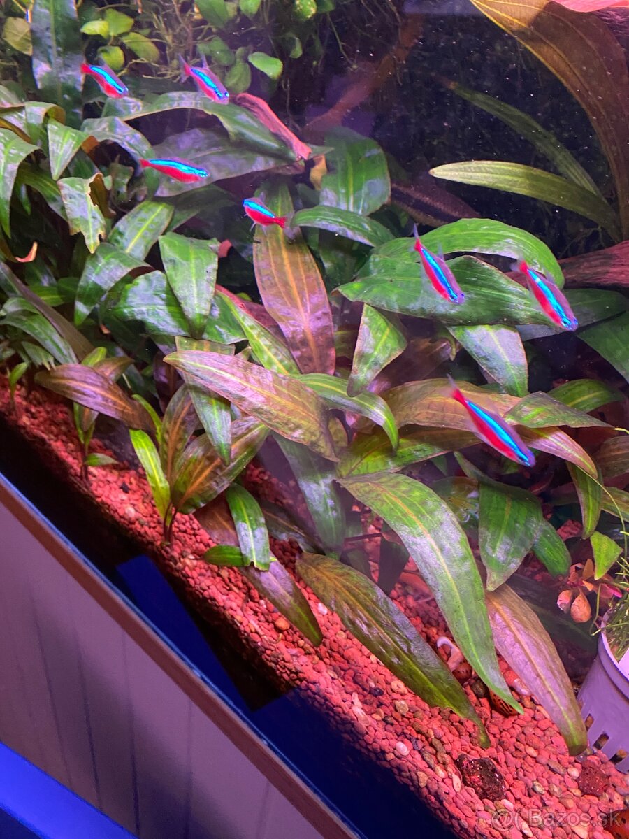 Cryptocoryne viridifolia - 2