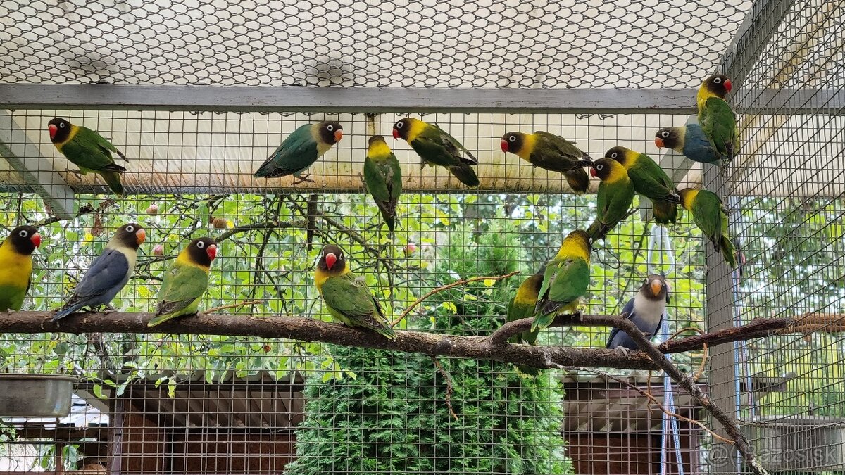 agapornis škraboškový - 2