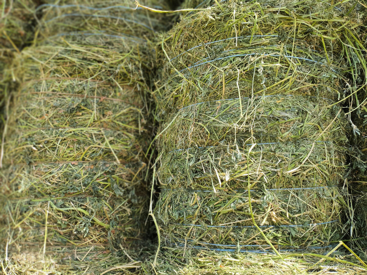 Lucerna (ďatelina) - 2