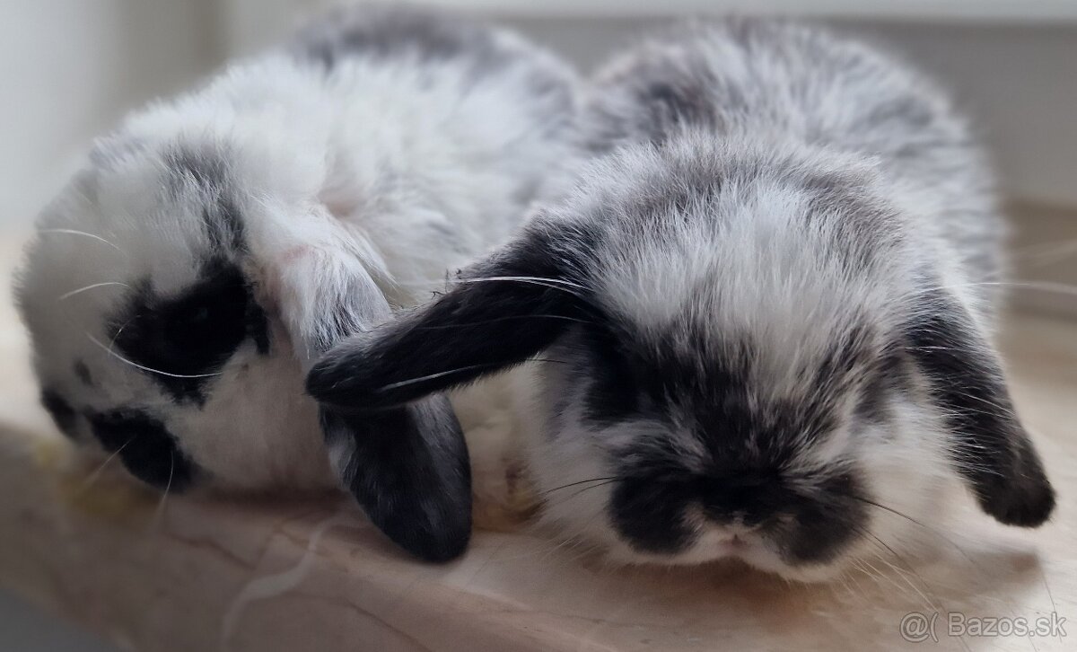 Zakrslé barančeky Minilop - mláďatká - 2