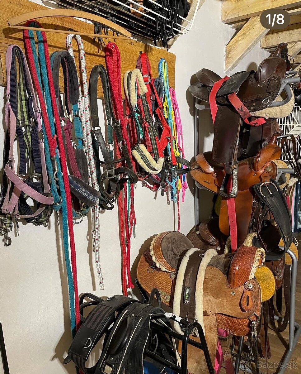 Ustajnenie koní - 2