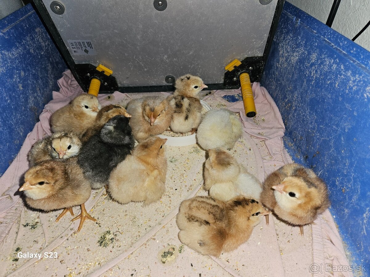 Predám nasadové vajíčka araucana - 2