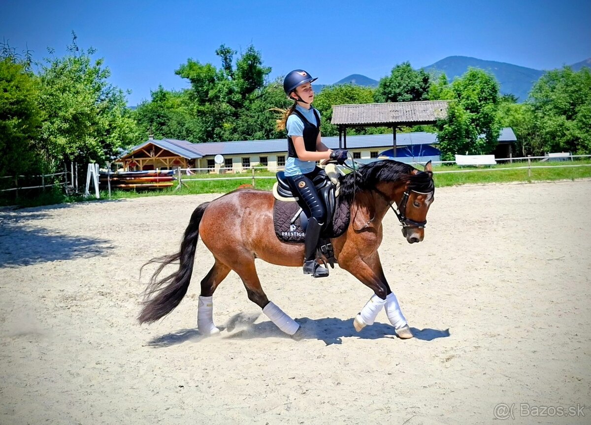 Šikovná drezurna welsh cob kobyla - 2