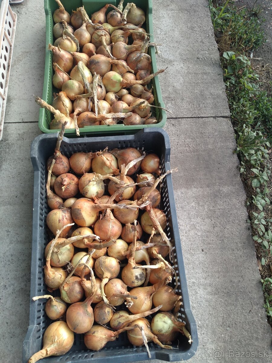 predam cibulu - 2