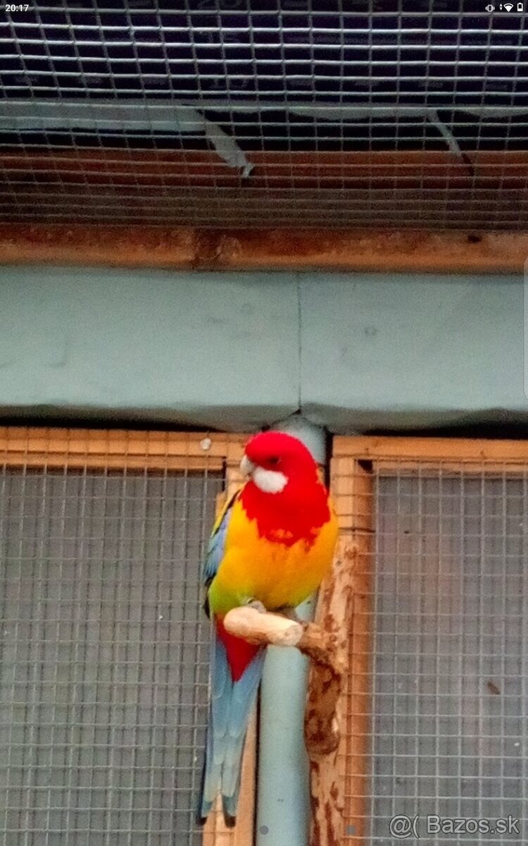 Rozela goldmantel štepák - 2