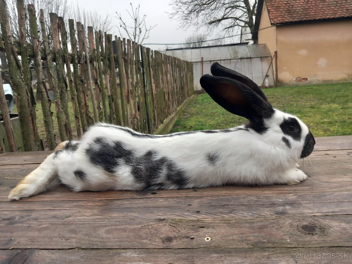 Predám králika - samičku - 2