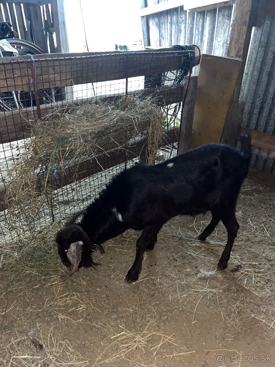 Predám anglonubíjskeho capa - 2