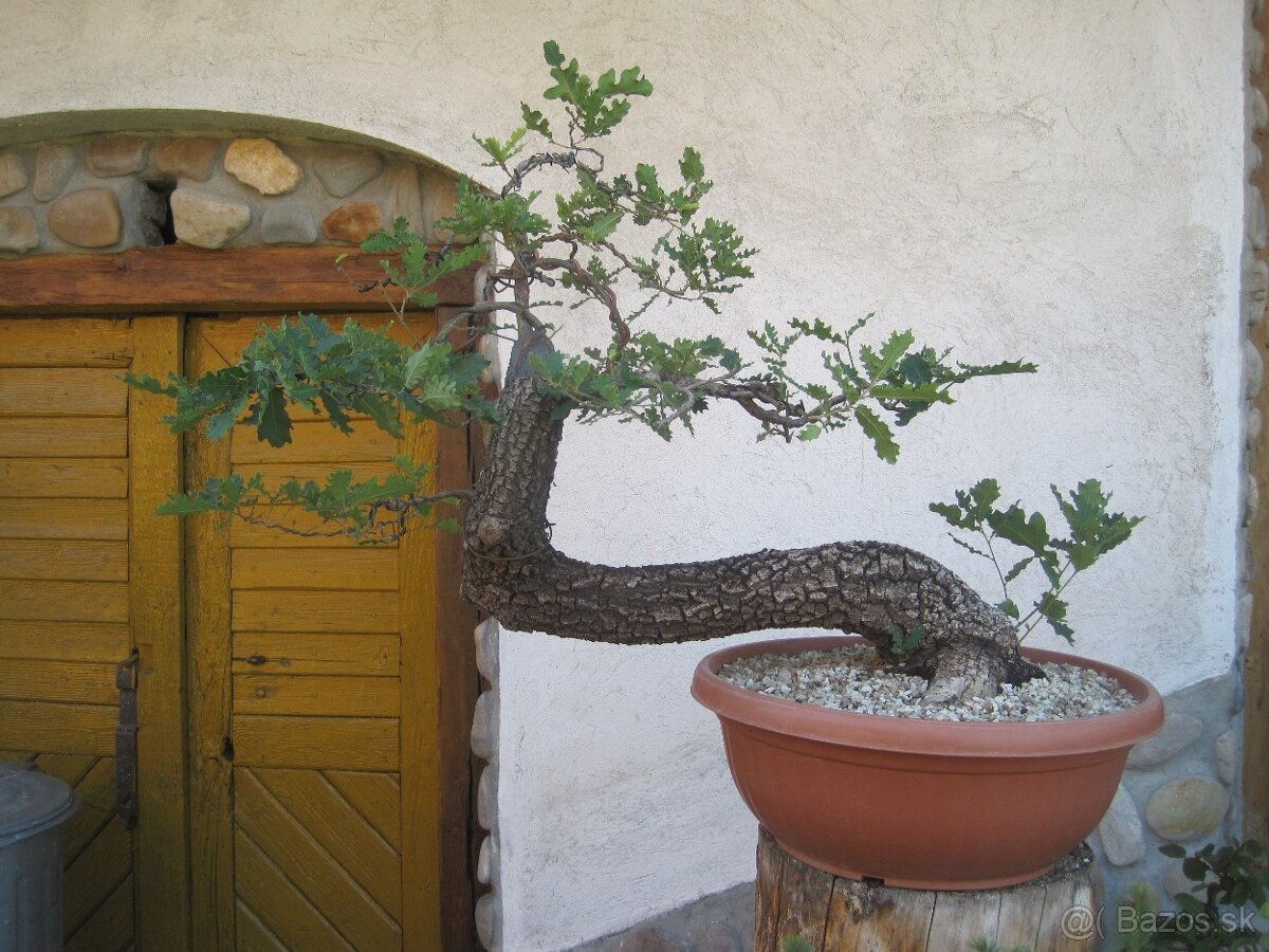 bonsai,bonsaj-DUB 10 - 2