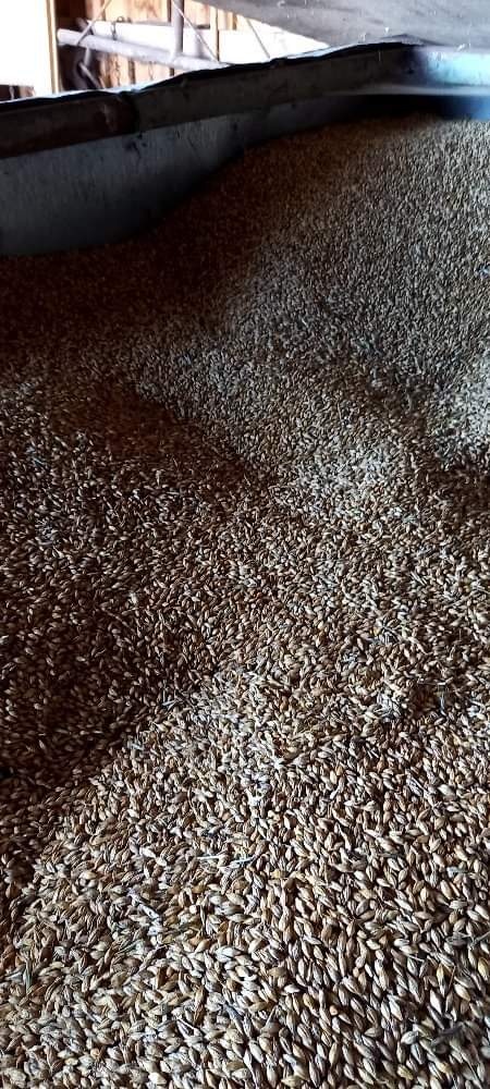 Predám pšenicu - 2