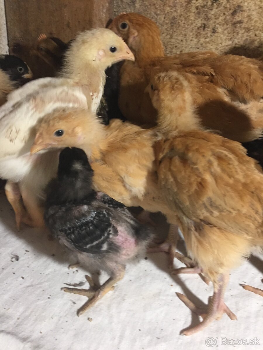 kurčatá - 2