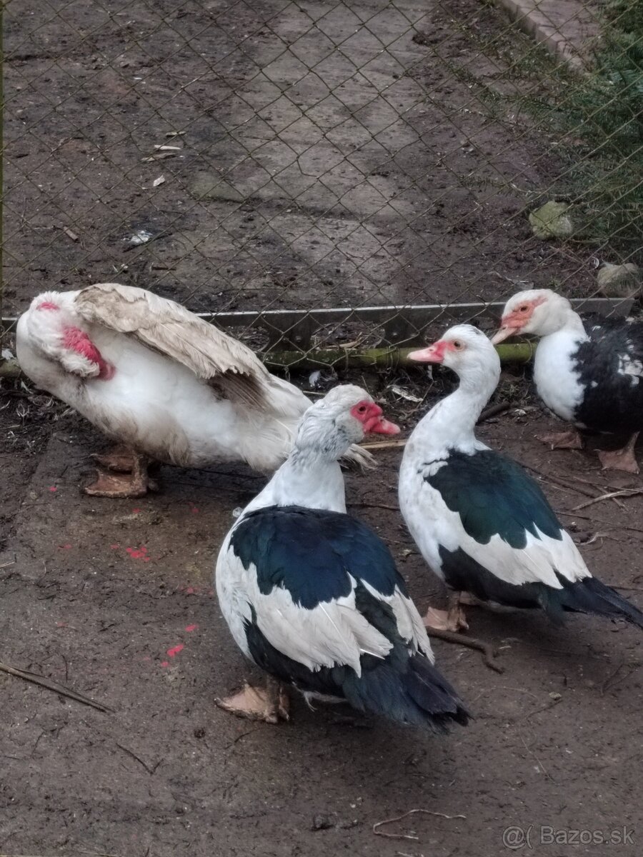 Predám kačky, Pižmovka Veľká - 2