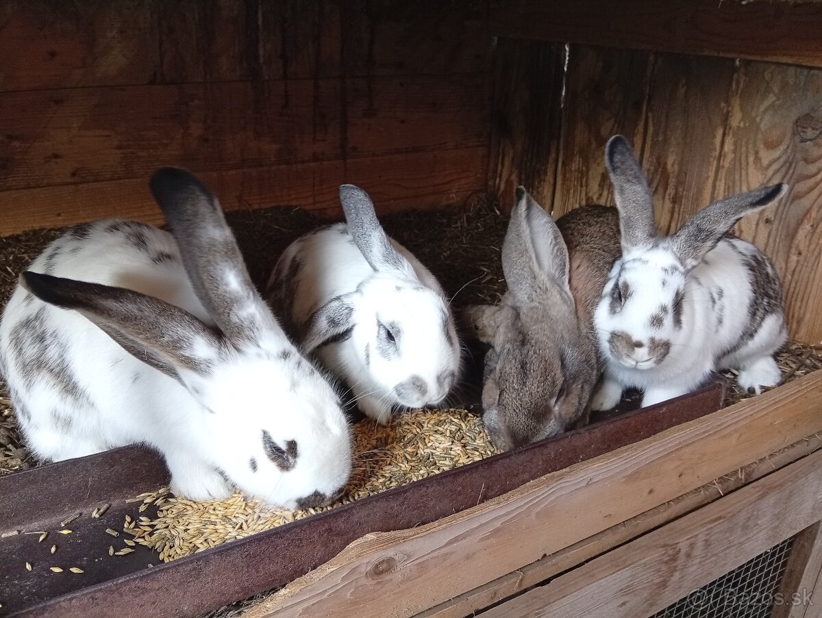 Predam králiky. - 2