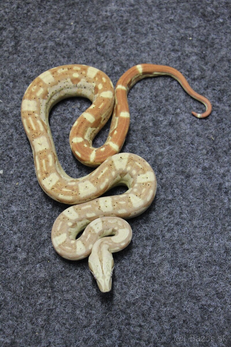 Veľhad kráľovský/Boa constrictor - 2