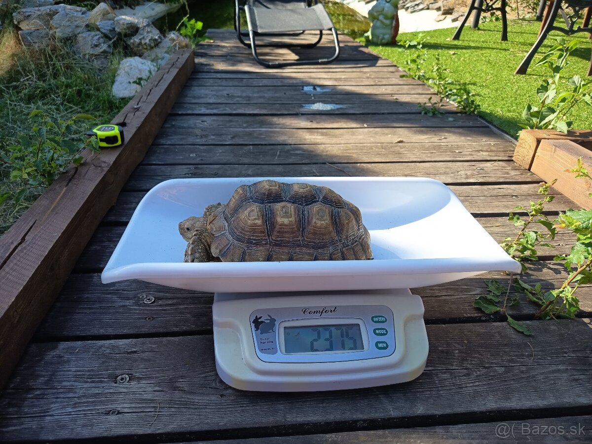 Sulcata samice - 2