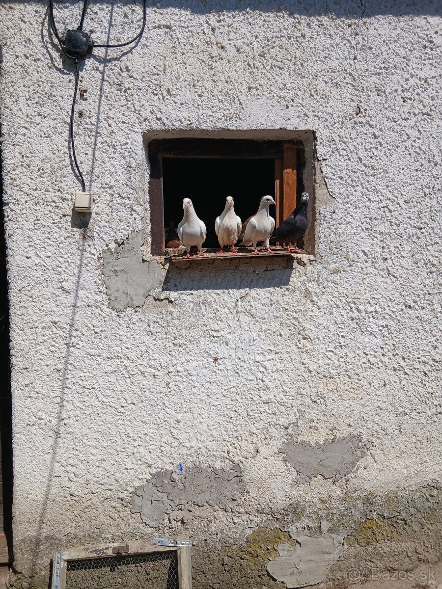 Poštové holuby - 2