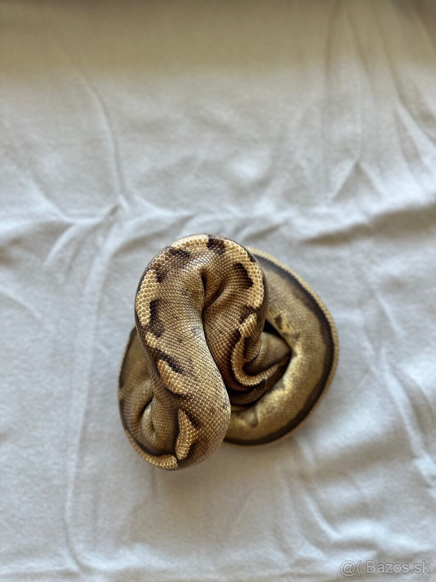 Pytón kráľovský | Python regius - 2