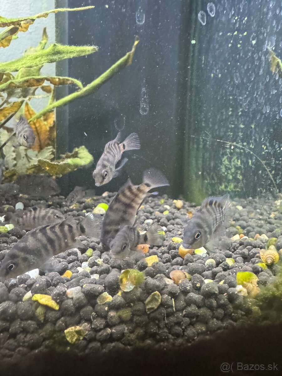 Amatitlania Nigrofasciata - 2