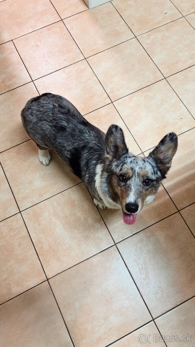 Welsh corgi cardigan s PP - 2