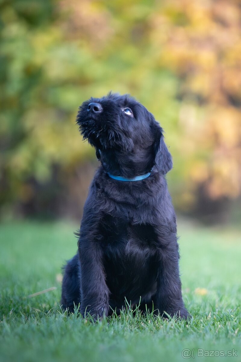 Knírač bradáč velký černý štěňátka s PP - 2