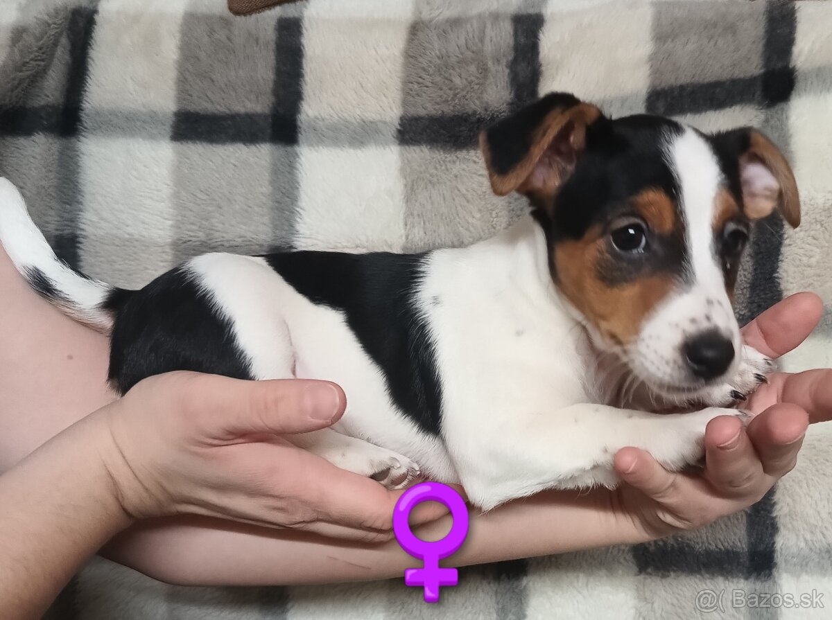 Jack Russel teriér - 2