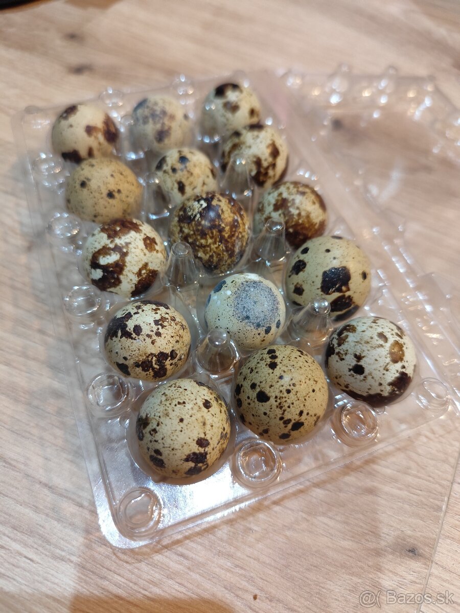 Prepeličie vajíčka - 2