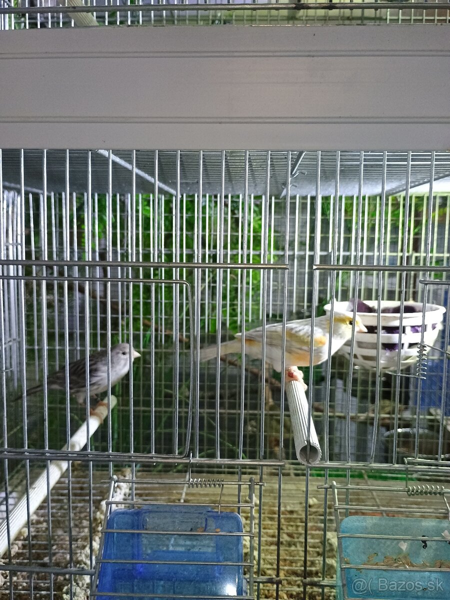 Predám drobotinu - 2