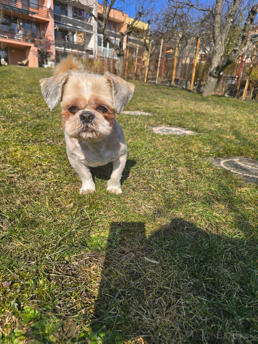 Psík Shitzu - 2