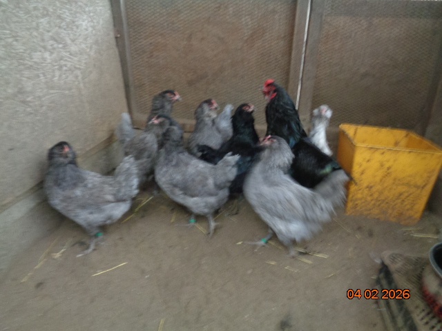 Ameraucana násadové vajcia - 2