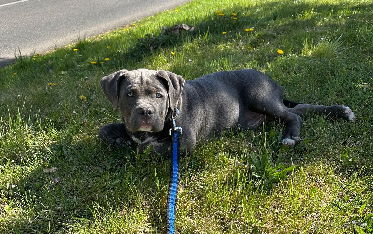 Prodám štěně American Bully XL - 2