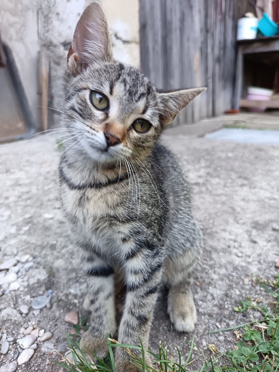 Darujem mačiatko - 2