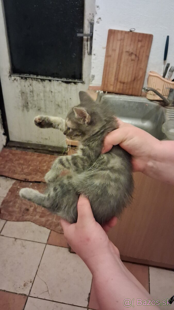 Darujem mačky a kocurikov - 2