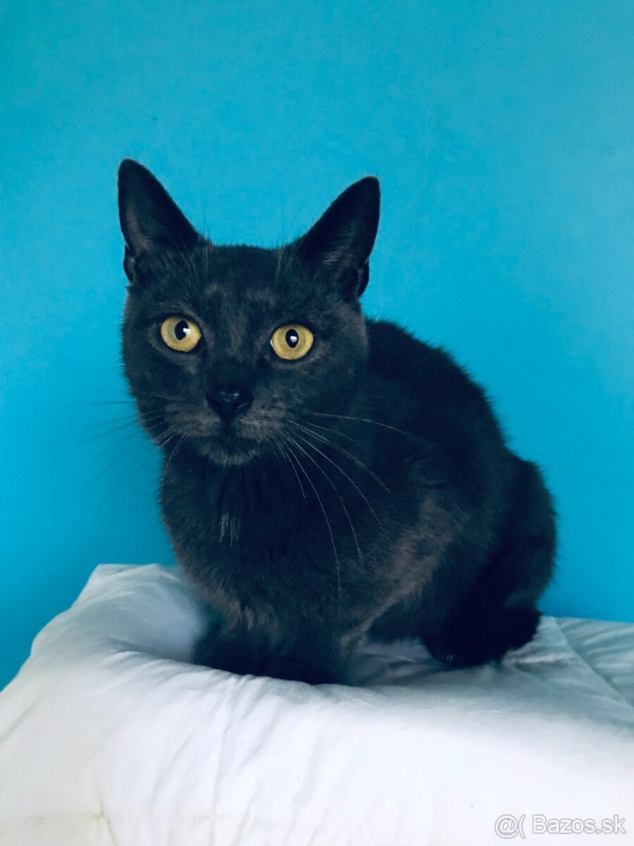 BIANCA SI HĽADÁ DOMOV VO VNÚTRI - 2