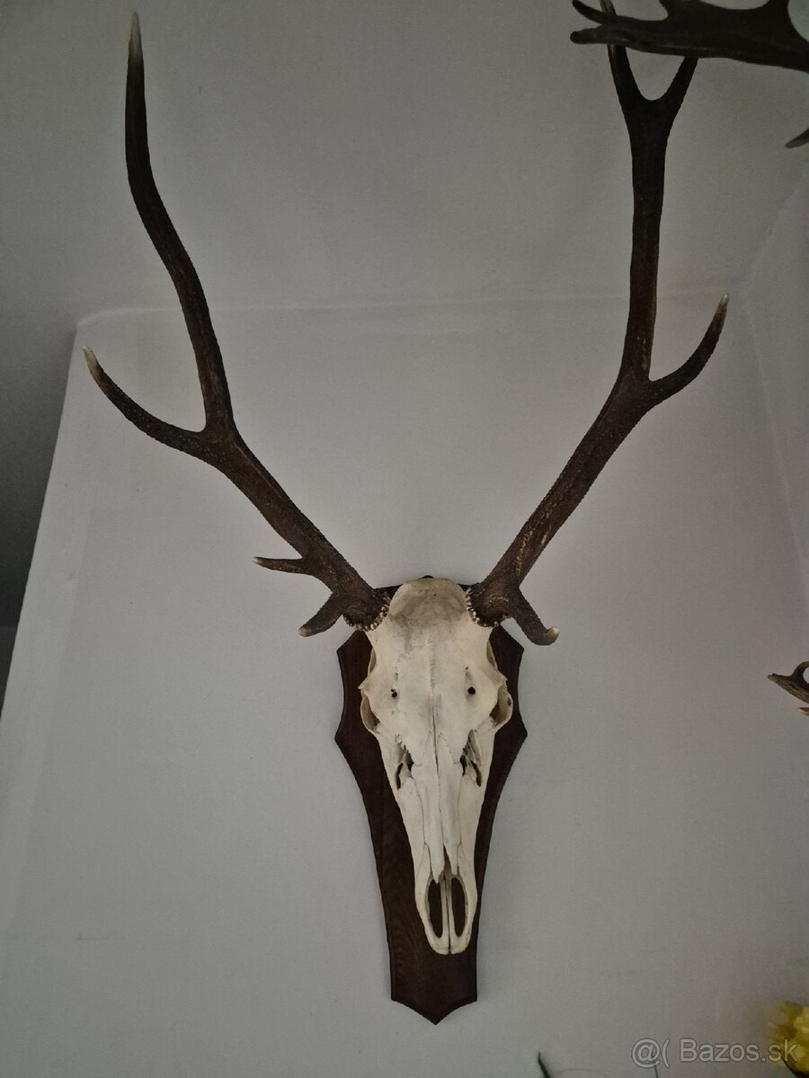 Predám trofeje jeleňov - 2