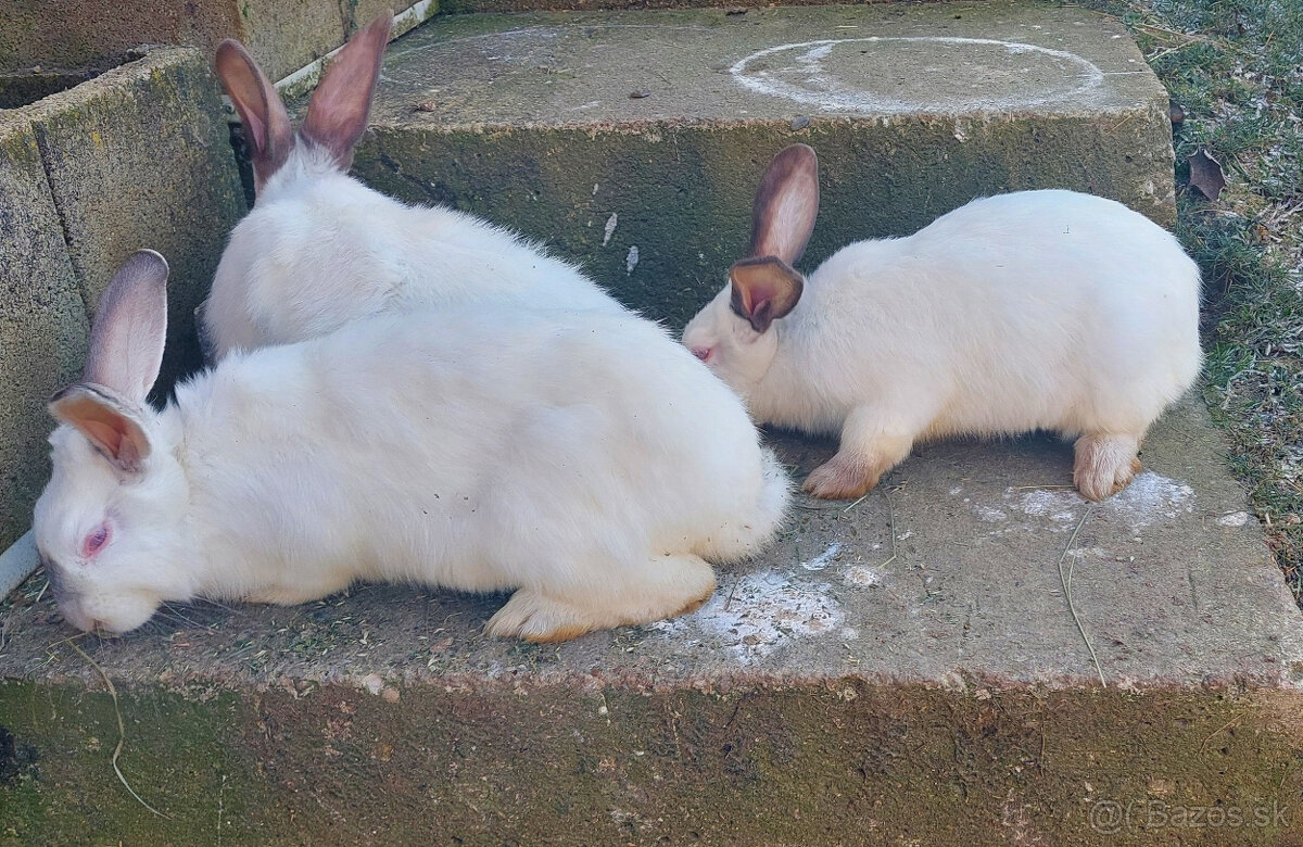 Predám hyla kraliky - 2