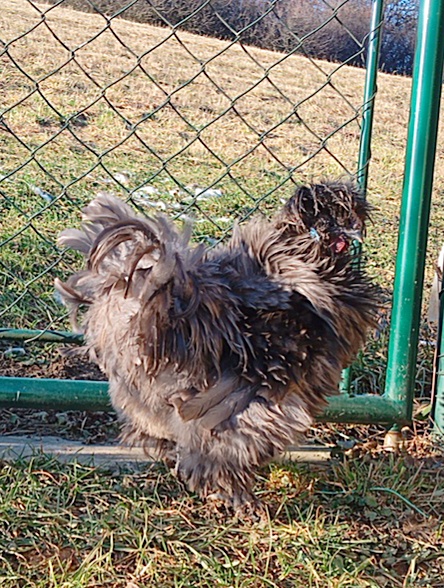 Hodvábničky kohúti - 2