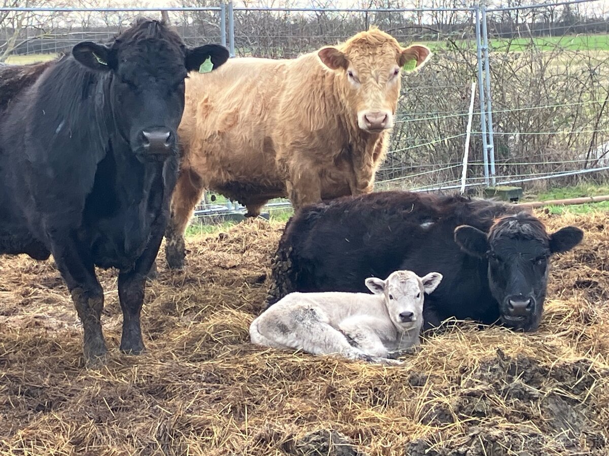 Krava Aberdeen Angus - 2