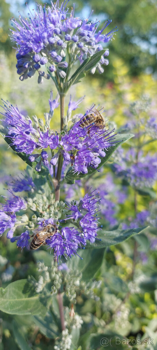 Bradavec sivý, klandonský, panašovaný - 2