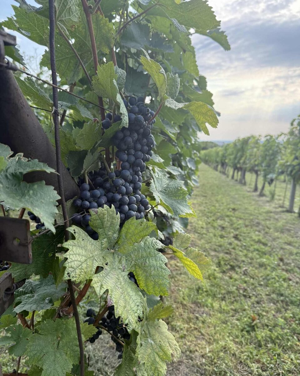 Vinica v srdci Skalických vinohradov - 2