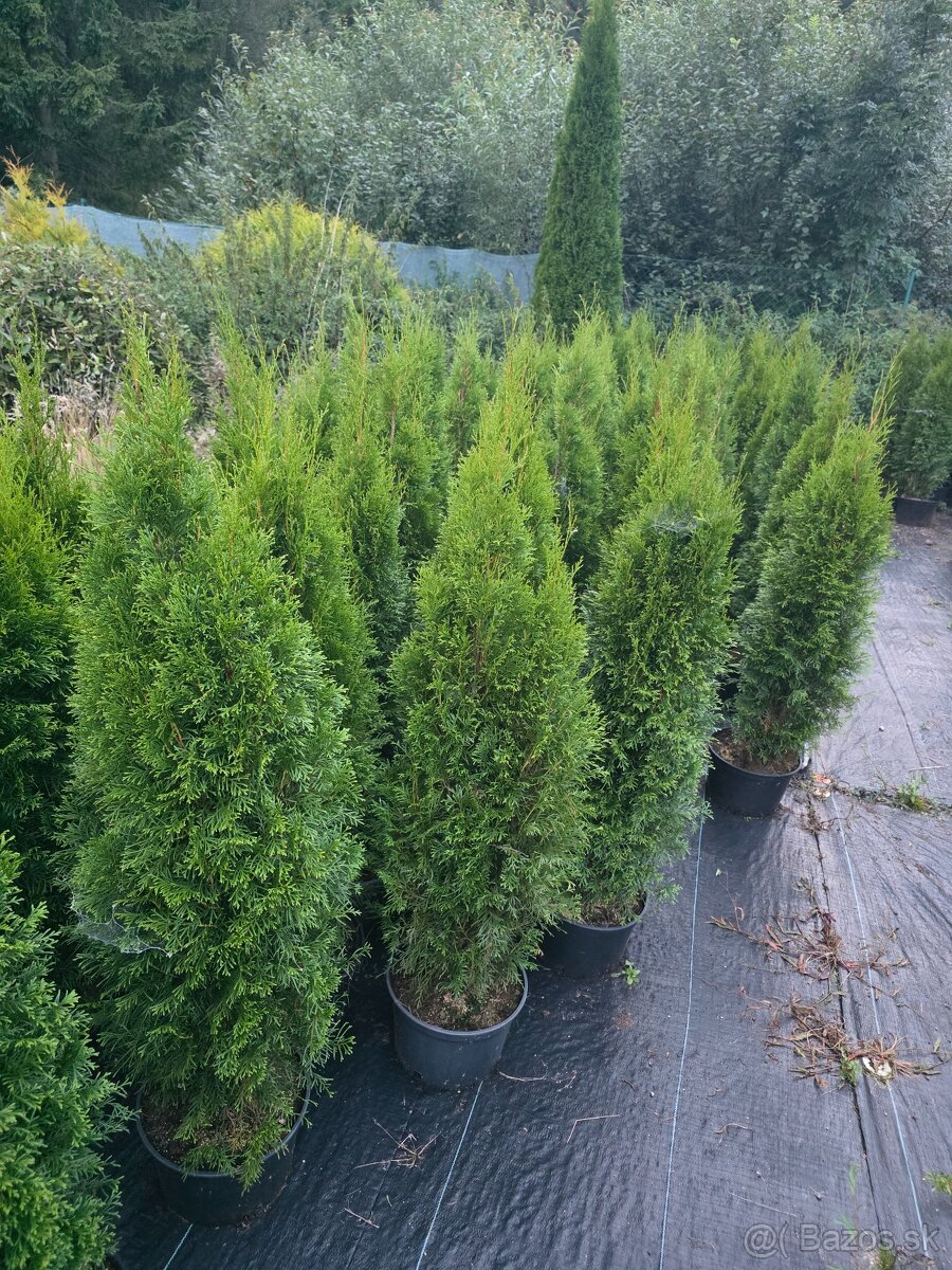 Tuja smaragd 130 cm - 2