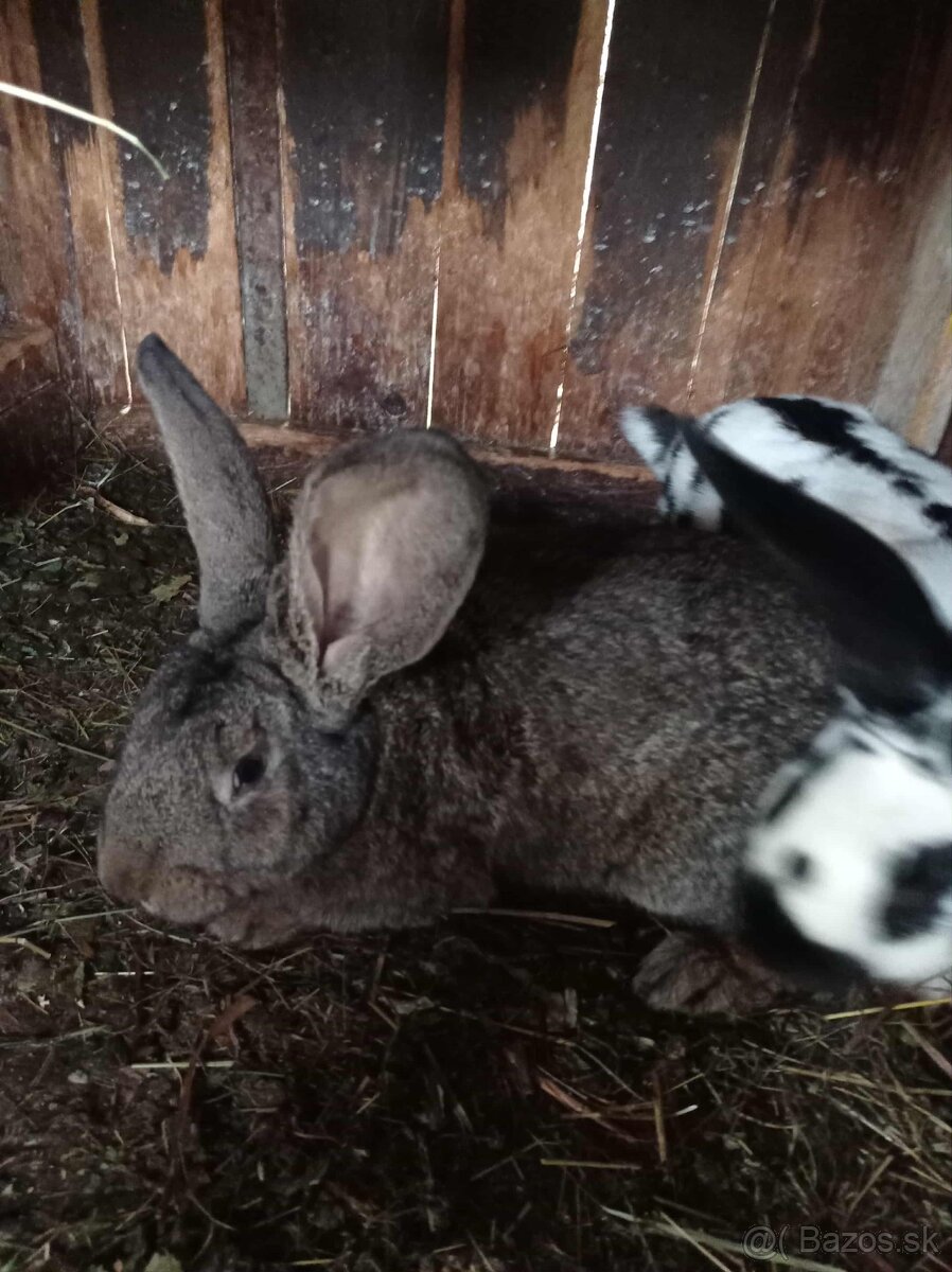 Predam samce zajacov na chov - 2
