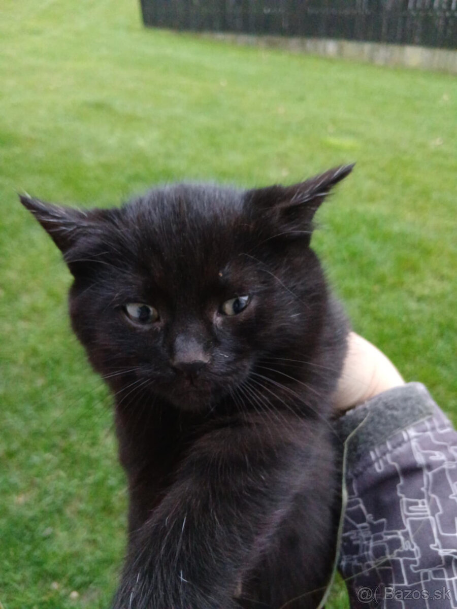 Darujem čiernych kocúrikov - 2
