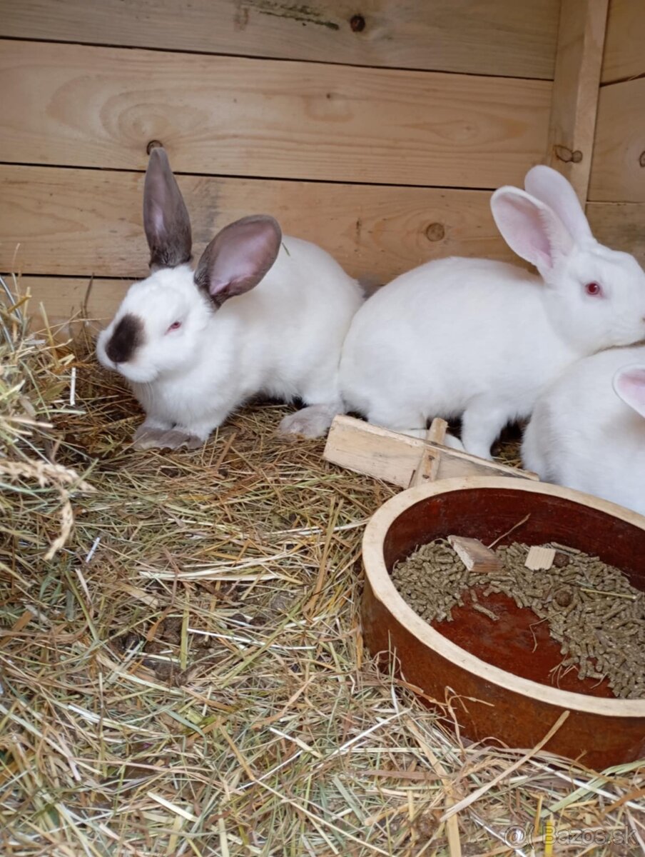 Ponúkam na predaj čisto krvné samice Hyla - 2