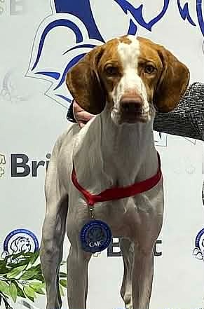 Saint-Germainsky stavač - 2